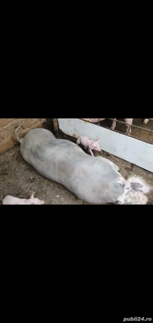 Scroafă  cu purcei de vanzare - imagine 3 Scroafă  cu purcei de vanzare - imagine 3
