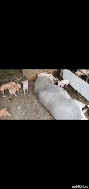 Scroafă  cu purcei de vanzare - imagine 5 Scroafă  cu purcei de vanzare - imagine 5