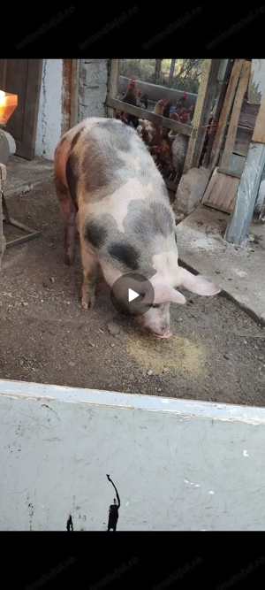 Scrofița pietrain rasa pura ! - imagine 4