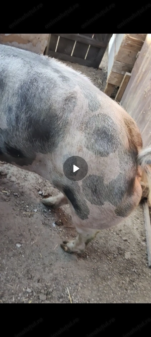 Scrofița pietrain rasa pura ! - imagine 2