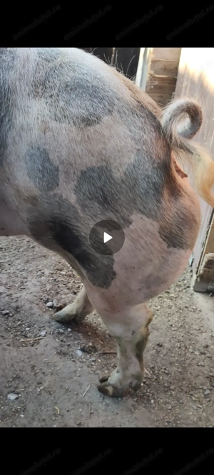 Scrofița pietrain rasa pura ! - imagine 3