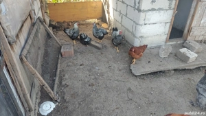 Pasari Wiadonte Brahma HD - imagine 4