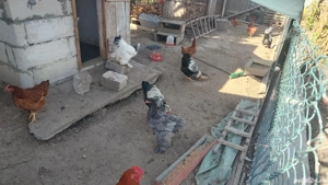 Pasari Wiadonte Brahma HD