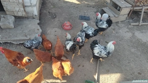 Pasari Wiadonte Brahma HD - imagine 2