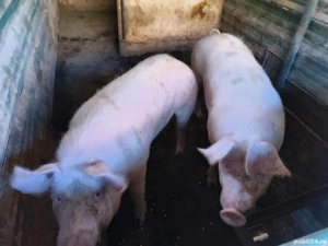 Grasuni landras pietrean