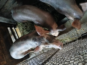 Porci pietrain  rasă pur