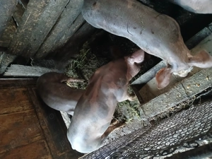 Porci pietrain  rasă pur - imagine 2 Porci pietrain  rasă pur - imagine 2