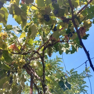 Vând casă bătrânească , pentru demolat