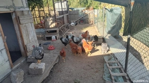 Pasari Wiadonte Brahma HD - imagine 3