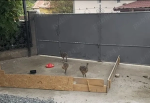 Pui de struți de vânzare 