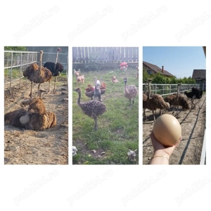 Famili de struți reproducatoare de vânzare 