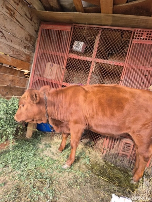 Vând vitica angus roșu  - imagine 2