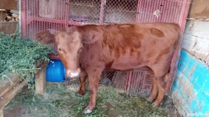 Vând vitica angus roșu  - imagine 3