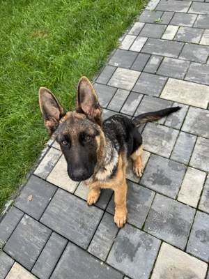 Pui ciobanesc German 