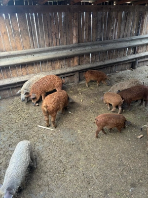 Vand porci rasa Mangalița - imagine 3