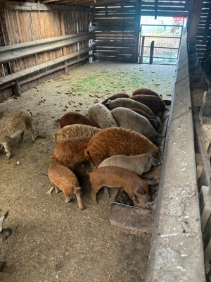 Vand porci rasa Mangalița - imagine 2