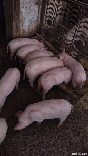 purcei de vânzare  - imagine 5 purcei de vânzare  - imagine 5