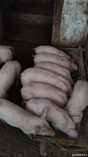 purcei de vânzare
