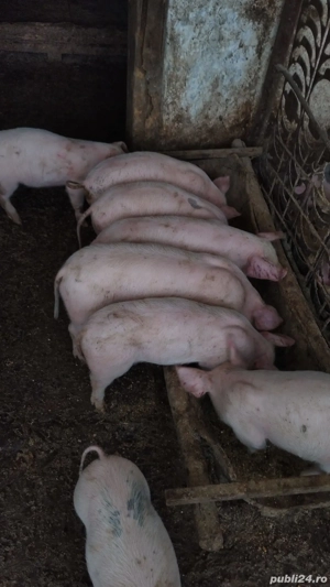 purcei de vânzare  - imagine 2 purcei de vânzare  - imagine 2