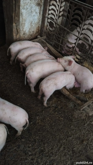 purcei de vânzare  - imagine 3 purcei de vânzare  - imagine 3