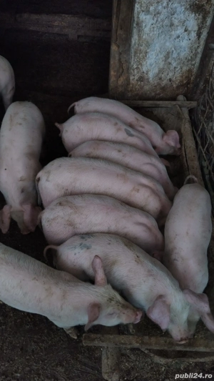 purcei de vânzare  - imagine 4 purcei de vânzare  - imagine 4