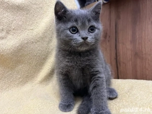 british shorthair blue