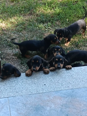 Ne dorim o căsuța , suntem teckel....negru cu maro