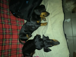 Pui tekal  - imagine 5