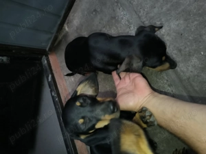 Pui tekal  - imagine 4