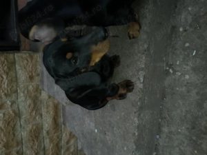 Pui tekal  - imagine 3