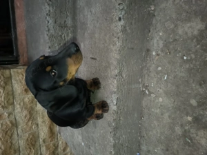 Pui tekal  - imagine 2