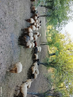 Vând oi, una peste alta