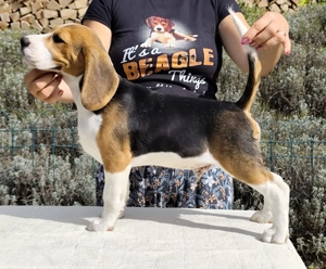 Pui beagle cu pedigree