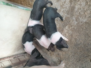 Vand purcei Bazna timis