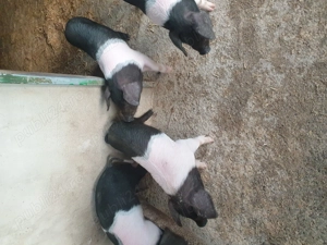 Vand purcei Bazna timis - imagine 2