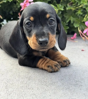 Teckel mini superb mascul - imagine 3