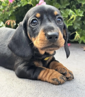 Teckel mini superb mascul - imagine 4