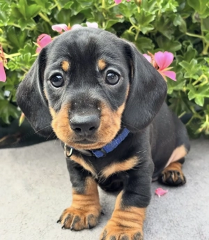 Teckel mini superb mascul - imagine 2