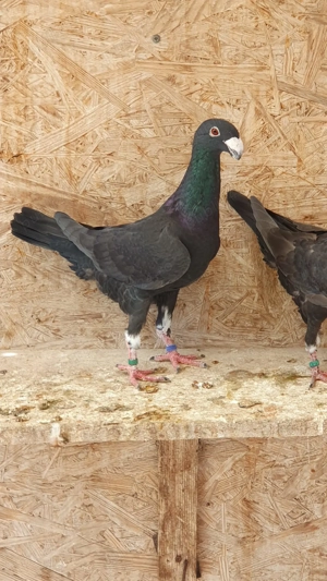 Voiajori German,Jucatori de Amara, Juc.BIRMINGHAM,Calarasi,Voltat englez,Tobosar arab - imagine 4