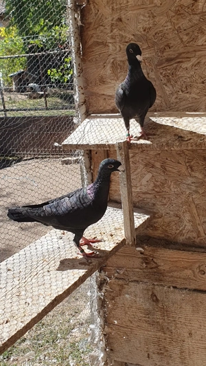 Voiajori German,Jucatori de Amara, Juc.BIRMINGHAM,Calarasi,Voltat englez,Tobosar arab - imagine 5