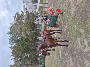 Iapa de vanzare Trapasa - imagine 2