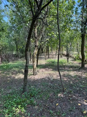 Casa cu teren 1000 m Drajna - imagine 18