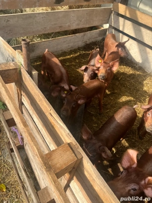 vand pureci  - imagine 4 vand pureci  - imagine 4