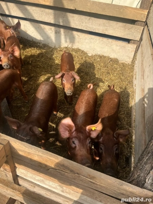 vand pureci  - imagine 2 vand pureci  - imagine 2