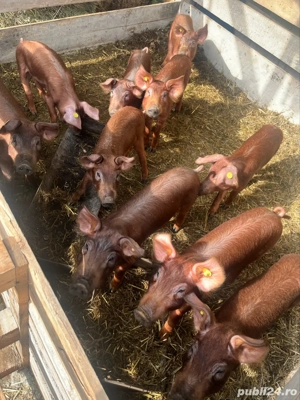 vand pureci  - imagine 3 vand pureci  - imagine 3