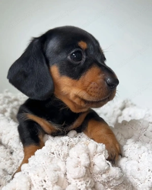 Mascul și femela teckel mini