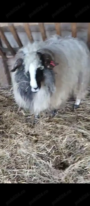 oi breze de calitate