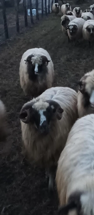 oi breze de calitate - imagine 2 oi breze de calitate - imagine 2