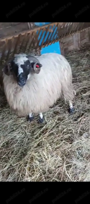 oi breze de calitate - imagine 3 oi breze de calitate - imagine 3