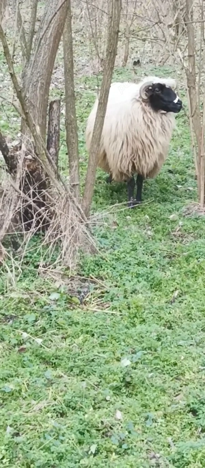 oi breze de calitate - imagine 5 oi breze de calitate - imagine 5